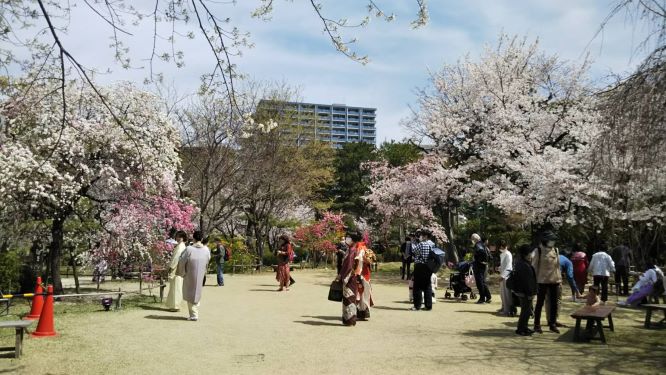 縮景園の桜ミニ.jpg