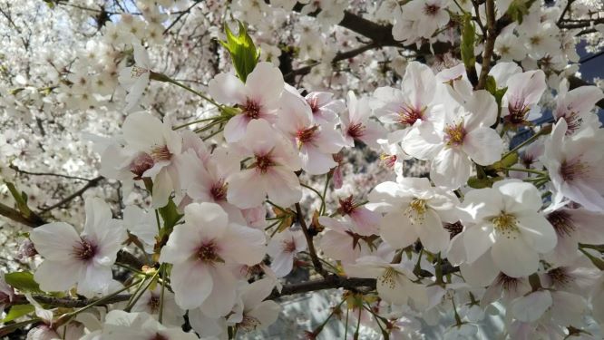 縮景園の桜02ミニ.jpg
