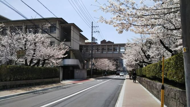 広島女学院の桜ミニ.jpg