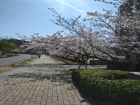 修道大学の桜ミニ.png